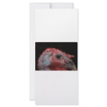 Turkey Tom head shot picture photograph