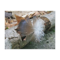 Turkey Vulture Feather Coordinating Items Postcards