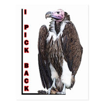 Turkey Vulture I Pick Back Posterized Photo Postcard