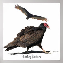 TURKEY VULTURE POSTERS