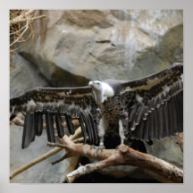 Turkey Vulture  Poster