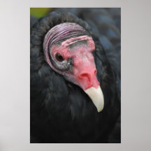 Turkey Vulture Poster