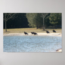 Turkey Vultures Sitting Around At The Pond. Poster