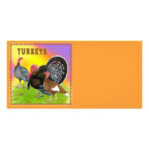 Turkeys:  Colourful Thanksgiving!