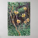 Turk's Cap Lily posters