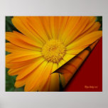 Turn Page Daisy Poster