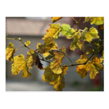 Turning Leaves Postcard