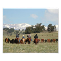 Turning Out Cattle 8x10 Photograph