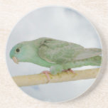 Turquoise dilute linnie coaster