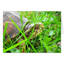 Turtle 1 card