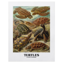 Turtle (7 Different Turtles Artforms Of Nature)