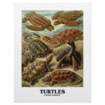 Turtle (7 Different Turtles Artforms Of Nature) letterhead