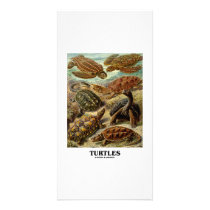 Turtle (7 Different Turtles Artforms Of Nature)