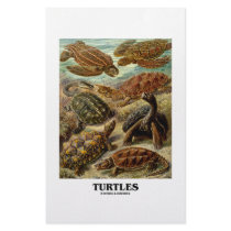 Turtle (7 Different Turtles Artforms Of Nature)