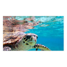 Turtle Business Card