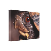 turtle canvas prints