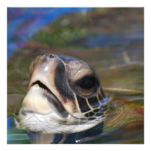 Turtle Head Custom Announcements