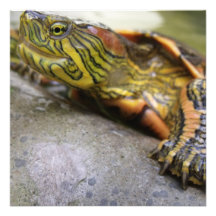 Turtle Identification Invitations