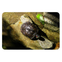Turtle in the Sun Flexible Magnet