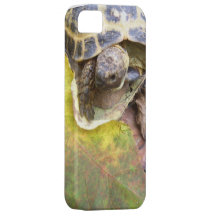 Turtle Lovers