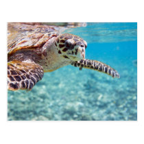 Turtle postcards