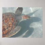 Turtle Posters
