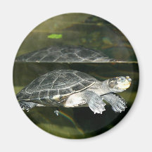 Turtle Refrigerator Magnet