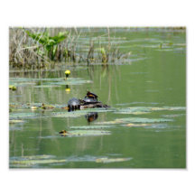 Turtle Rock 10 x 8 Photographic Print