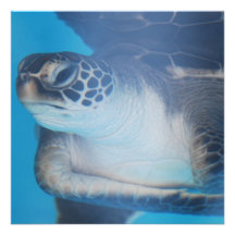 Turtle Underwater Custom Announcements