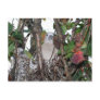 Turtledove Post Cards