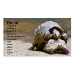 Turtles Business Card Template