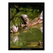 Turtles - Postcard