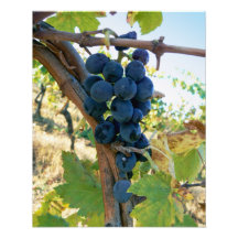Tuscan Grapes (purple) Photograph