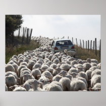 tuscany farmland road, car blocked by herd of print