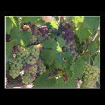 Tuscany Vineyard postcards