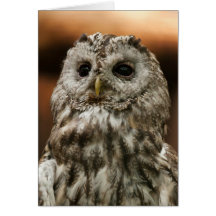 Twany Owl Birthday card