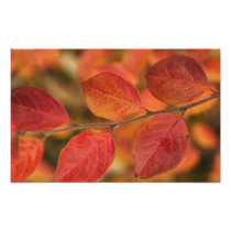 Twig covered with autumn leaves