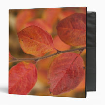 Twig covered with autumn leaves vinyl binders