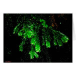 Twigs Reaching 4 U Card