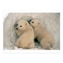 TWIN BABY POLAR BEARS POSTCARD