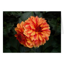 Twin Beauties Card