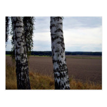 Twin Birch Trunks Postcards