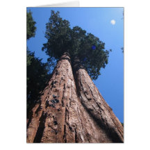 Twin Giant Sequoias, Sequoia National Park Card