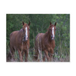 Twin Horses - Born Free Postcard