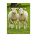 twin lambs post card