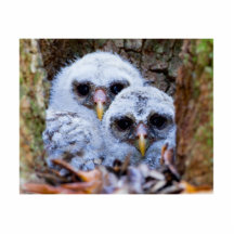 Twin Peeps Photo Sculpture