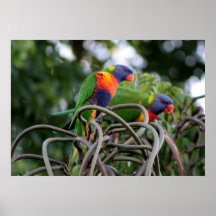 Twin Rainbow Lorikeets Print