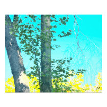 Twin trees photograph