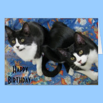 Twin Tuxedo Kittens Birthday Card cards