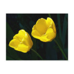 Twin Yellow Tulips postcards